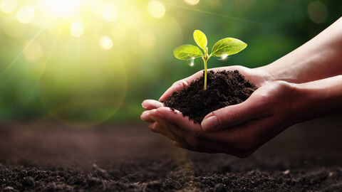 Pflanze wächst aus Händen Pflanze wächst aus Händen