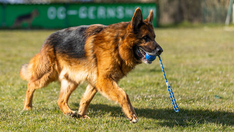 Rüde Giovanni  Rüde Giovanni