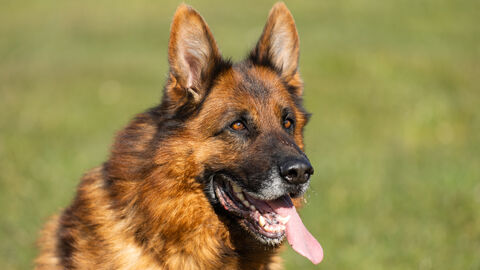 Rüde Giovanni  Rüde Giovanni