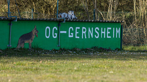 Schriftzug des SV OG Gernsheim Schriftzug des SV OG Gernsheim
